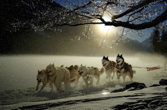 dogs, huskies, animal-2921382.jpg